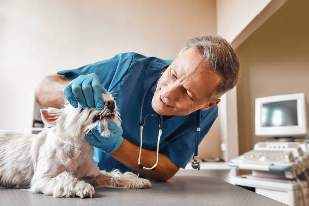 Best Emergency Dentist for Knocked-Out Tooth in Mount Olive, MS
